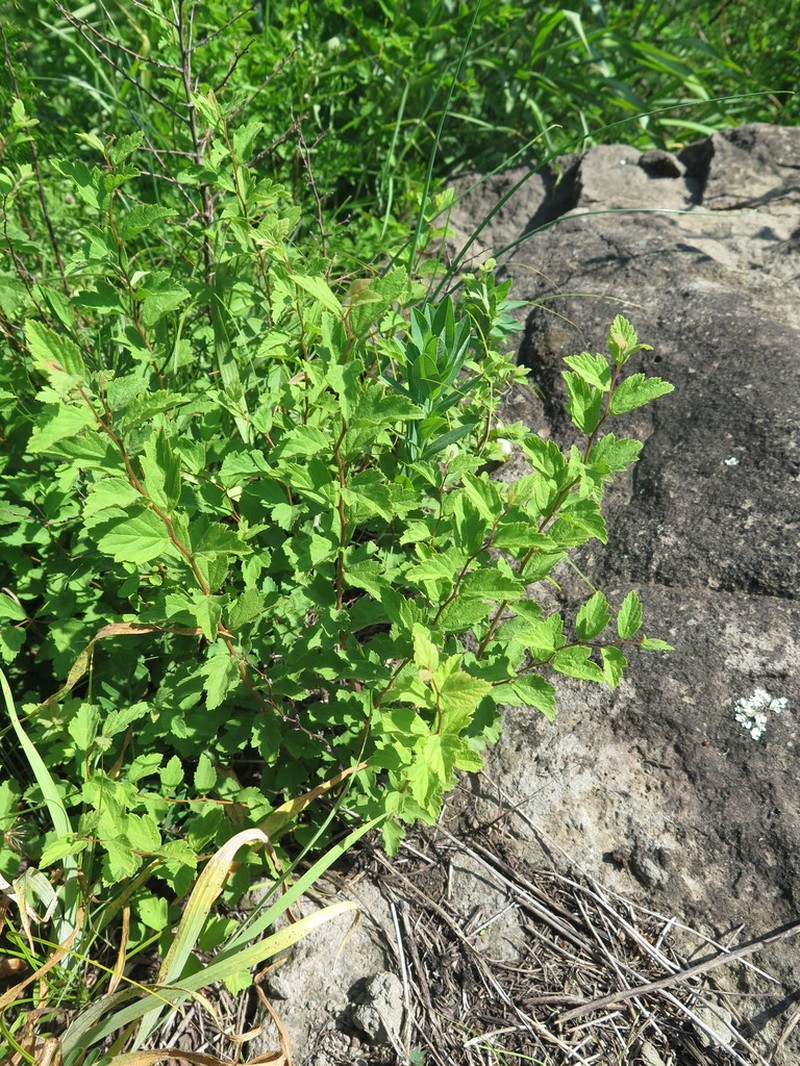 Spiraea turczaninowii photo 6
