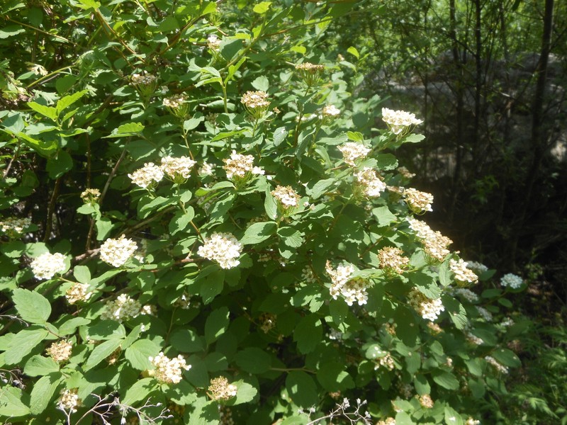 Spiraea turczaninowii photo 8