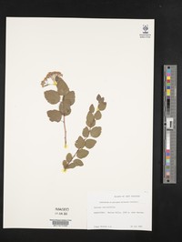 Spiraea vacciniifolia