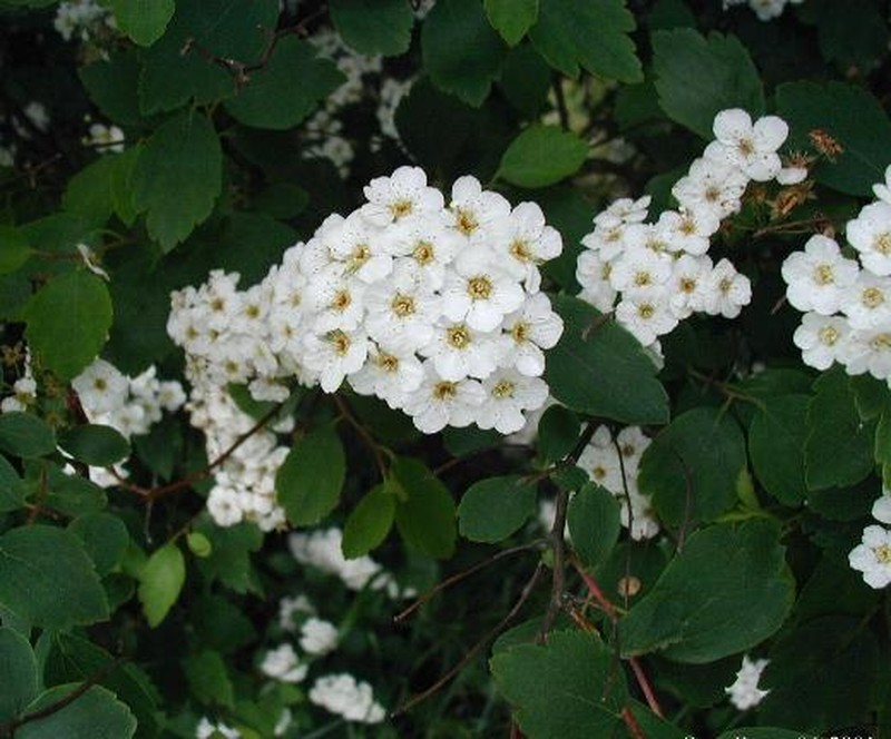 Spirea