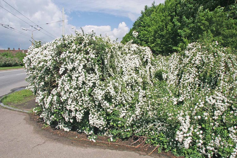 Spirea photo 3