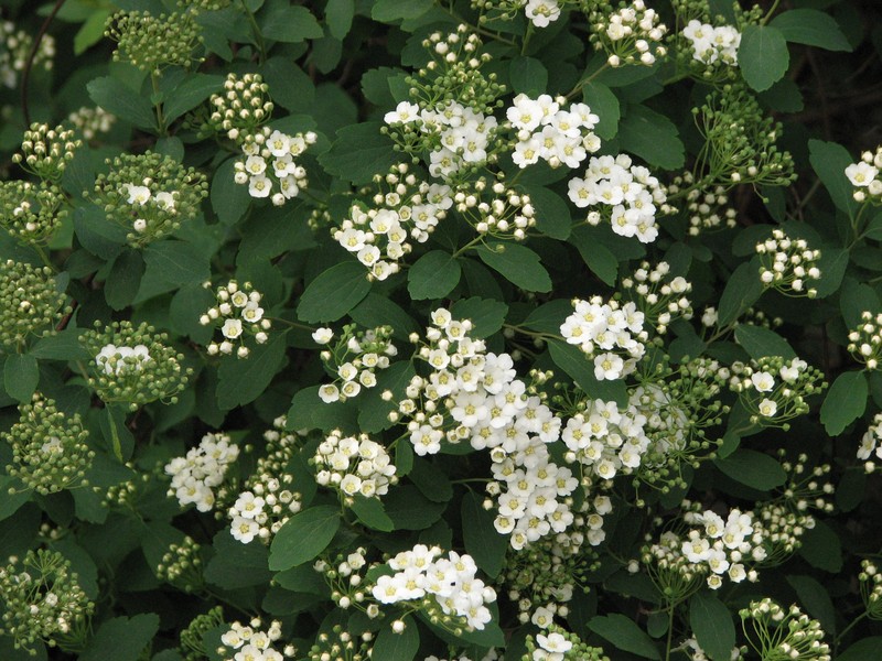 Spirea photo 4