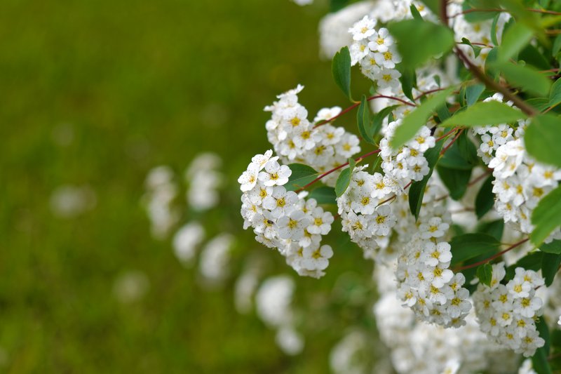 Spirea photo 5