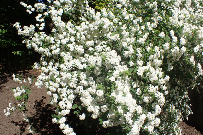 Spirea photo 6