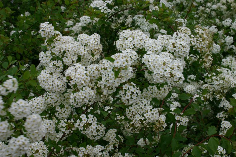 Spirea photo 7
