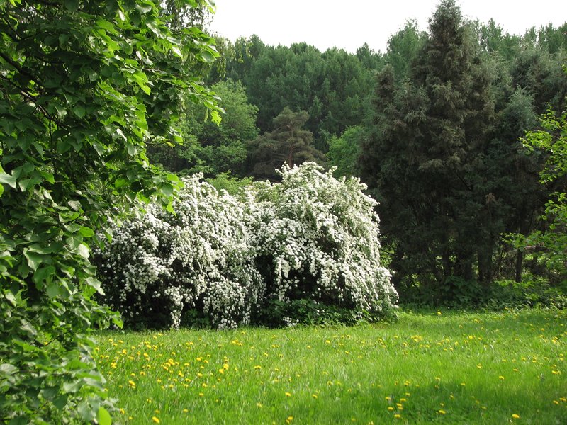 Spirea photo 8