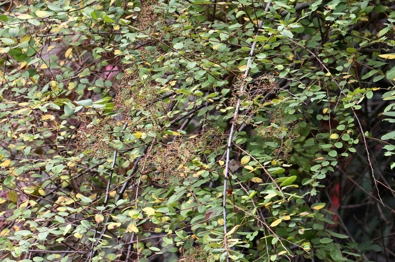 Spiraea veitchii