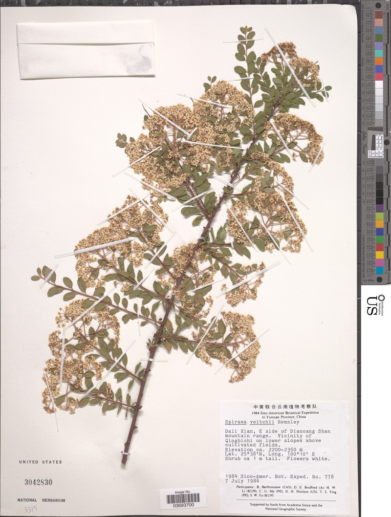Spiraea veitchii photo 3