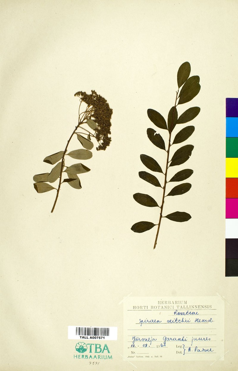 Spiraea veitchii photo 4