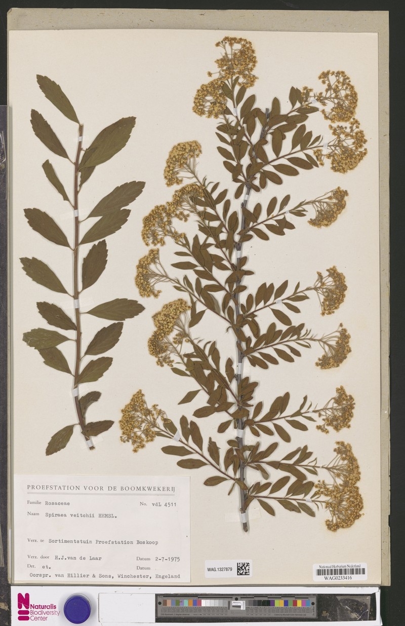 Spiraea veitchii photo 5