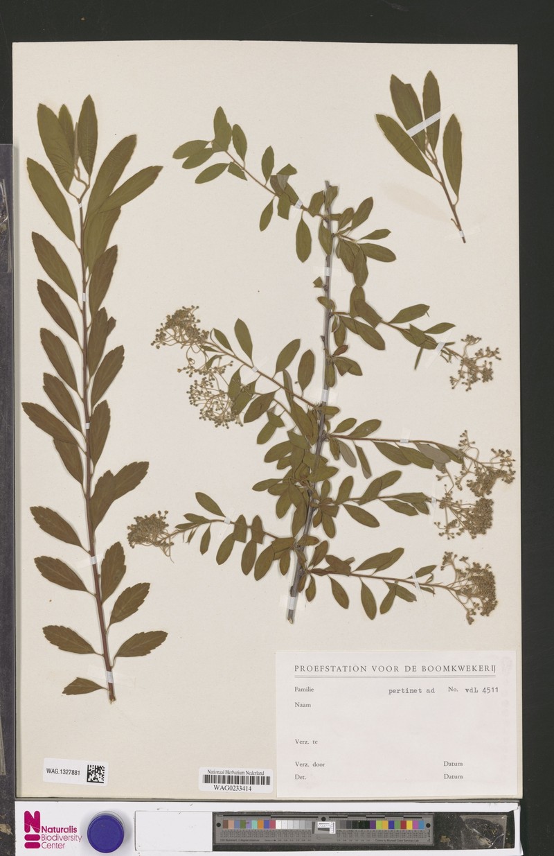 Spiraea veitchii photo 6