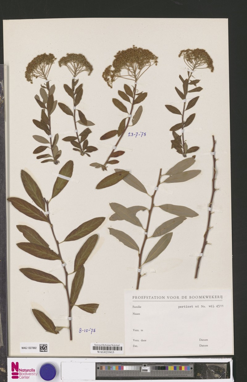 Spiraea veitchii photo 7