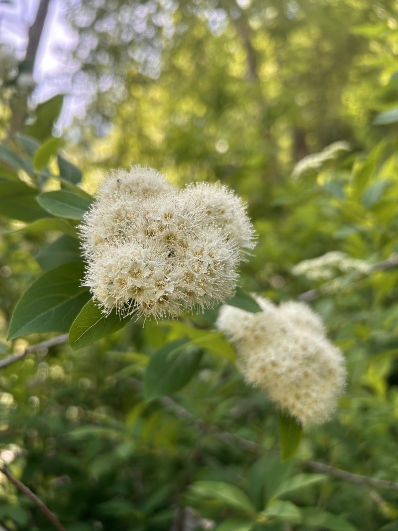 Virginia Meadowsweet photo 3