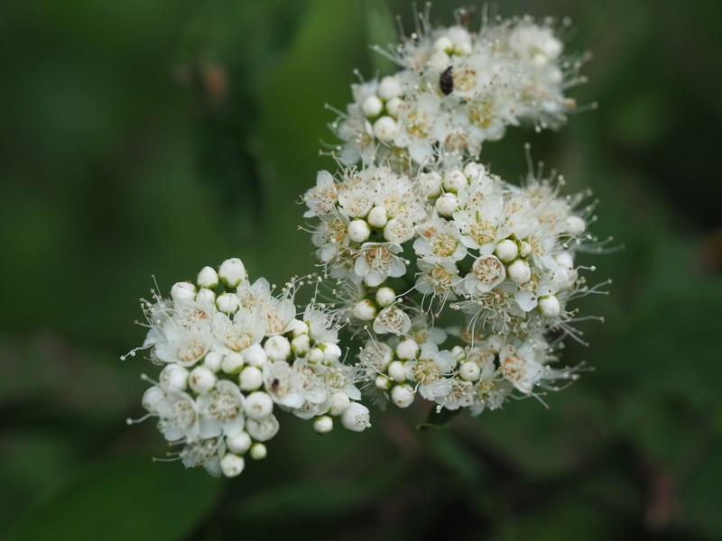 Virginia Meadowsweet photo 4