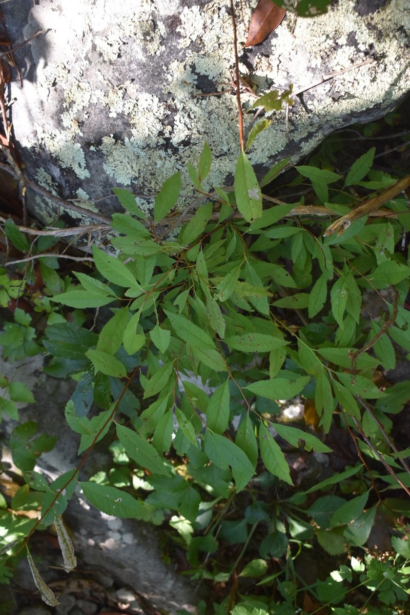Virginia Meadowsweet photo 6