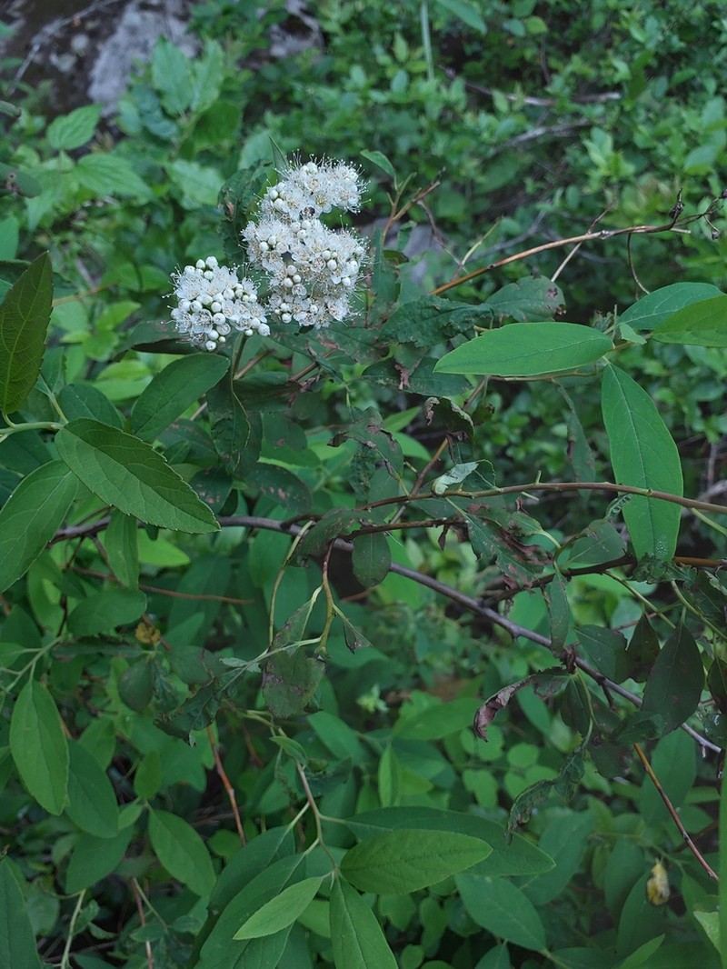 Virginia Meadowsweet photo 8