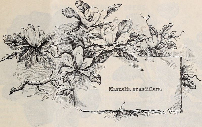 Virginia Meadowsweet photo 2