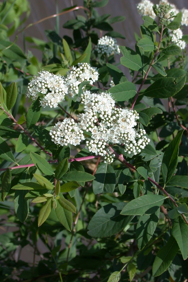 Virginia Meadowsweet photo 3