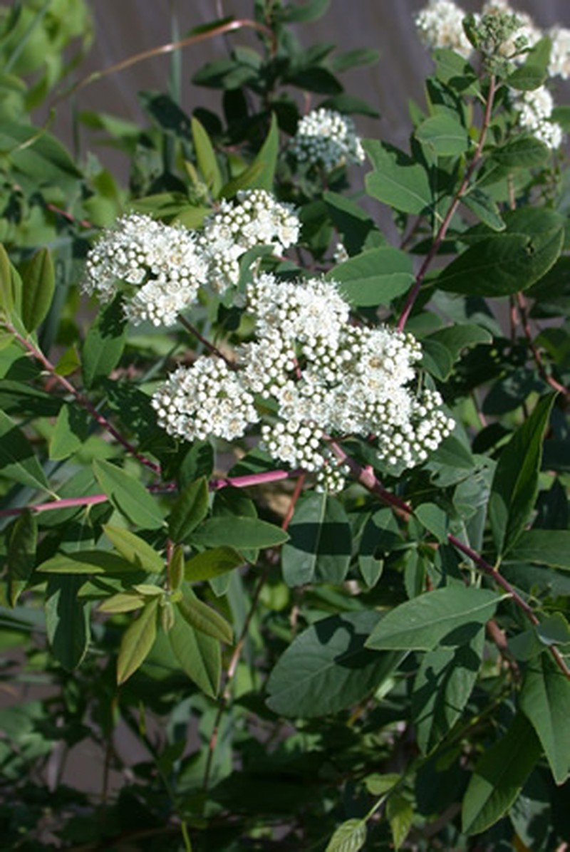 Virginia Meadowsweet