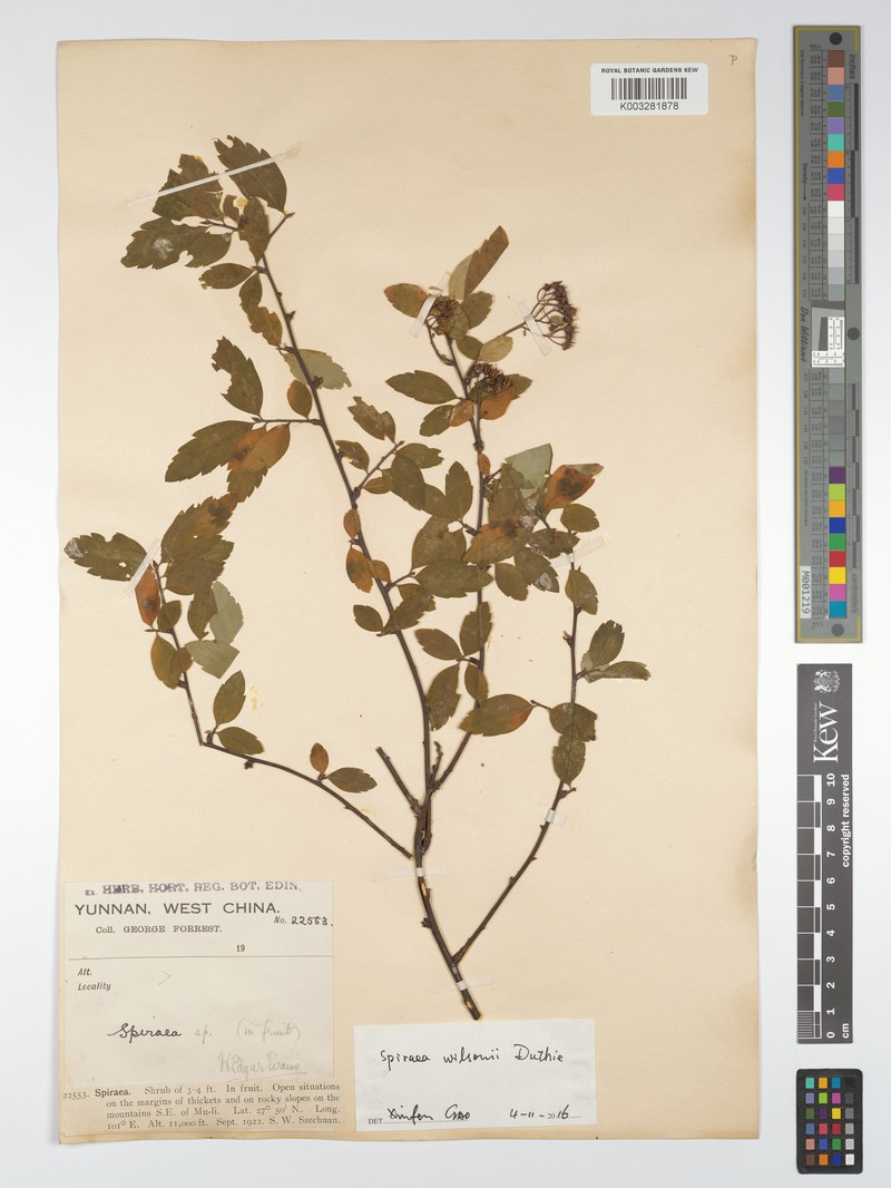 Spiraea wilsonii photo 2