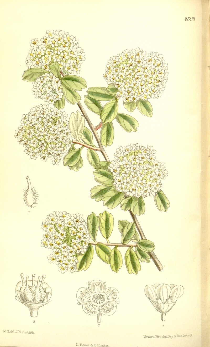 Spiraea wilsonii