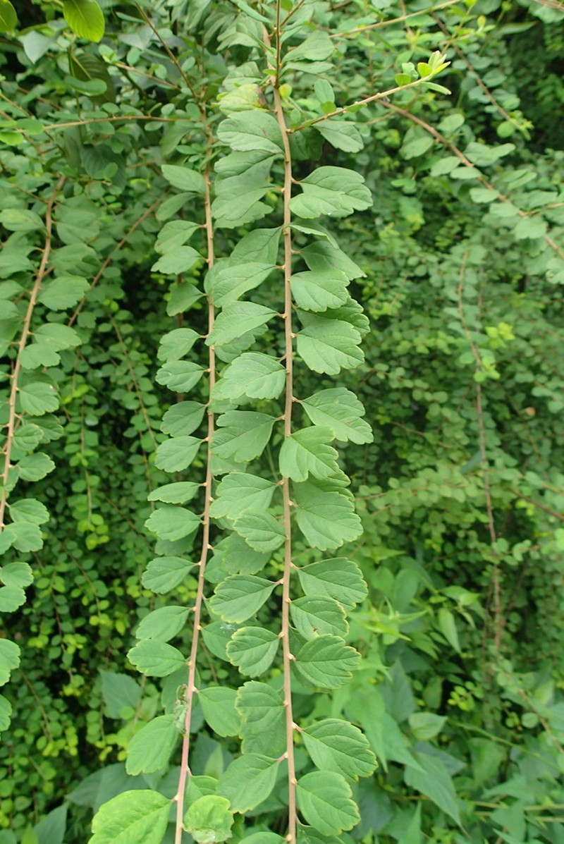 Spiraea yunnanensis