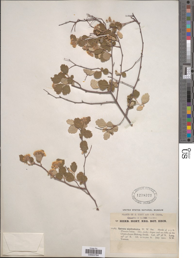 Spiraea yunnanensis photo 2