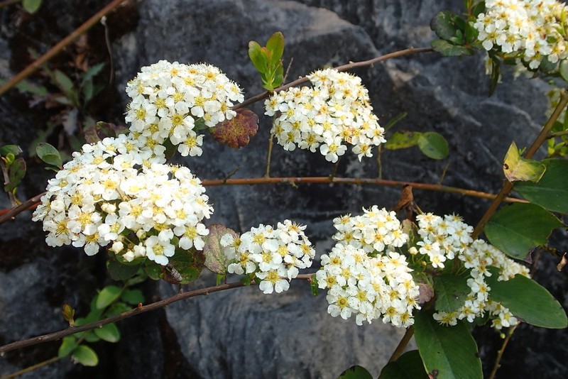 Spiraea yunnanensis photo 3