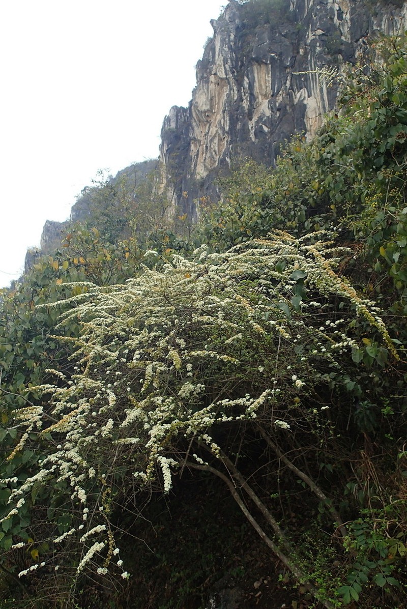 Spiraea yunnanensis photo 4