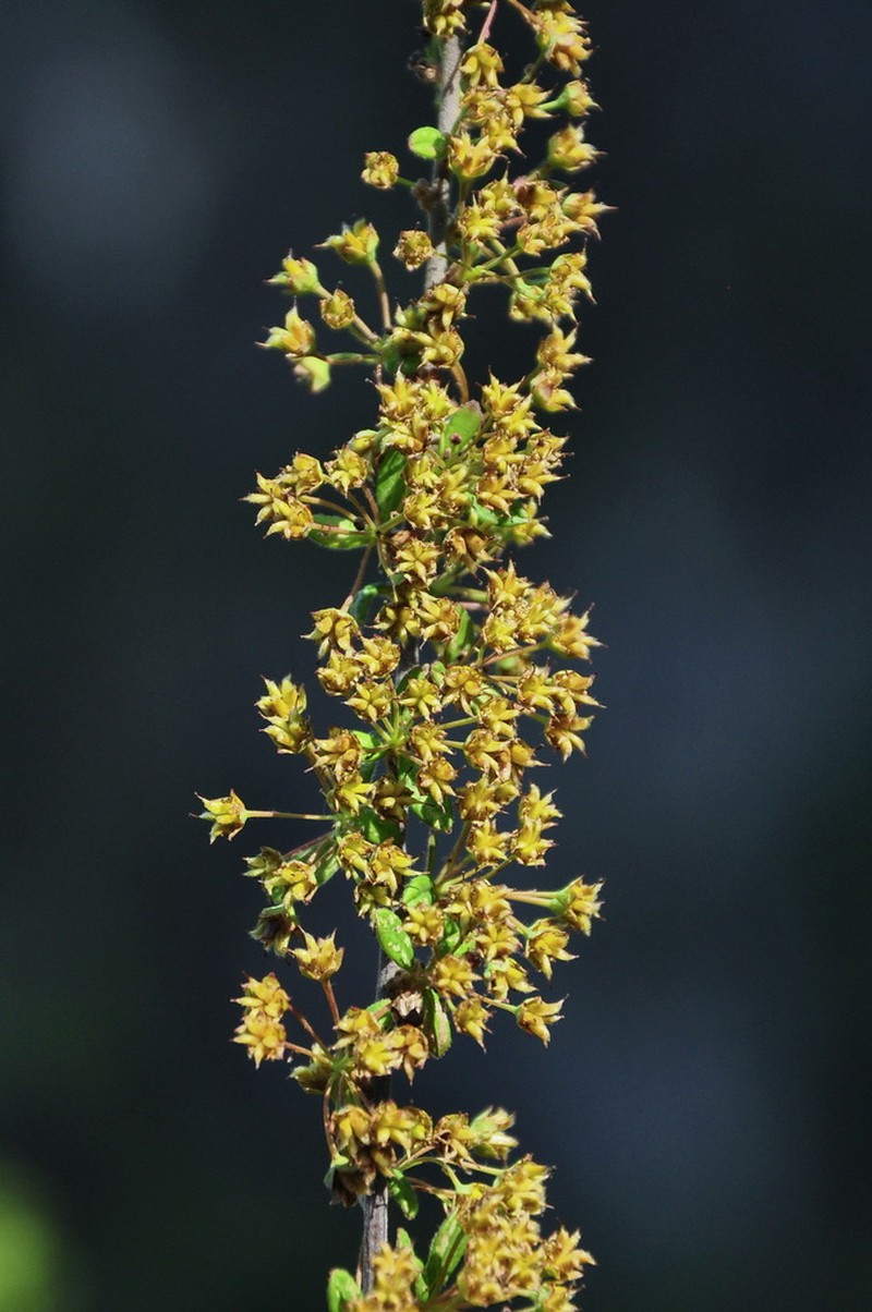 Spiraea yunnanensis photo 5