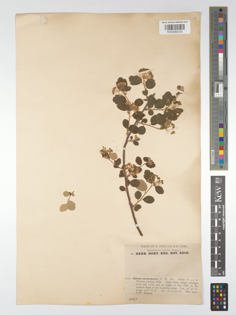 Spiraea yunnanensis photo 6