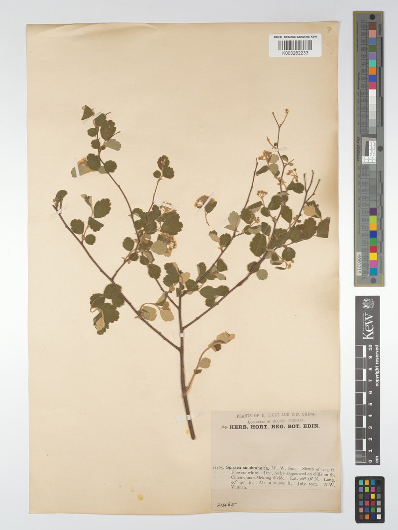 Spiraea yunnanensis photo 7
