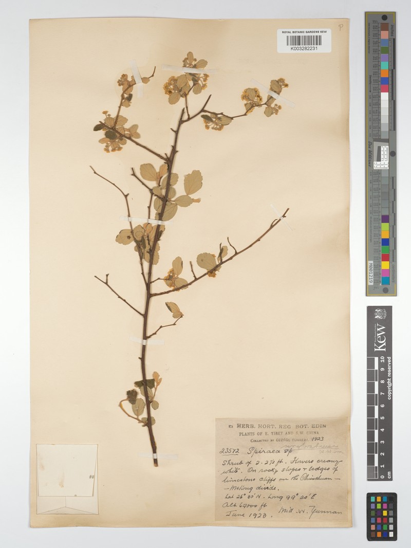 Spiraea yunnanensis photo 8