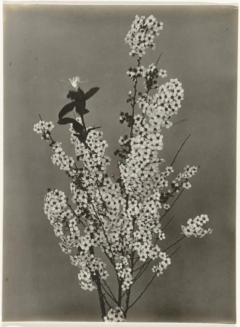 Garland Spiraea