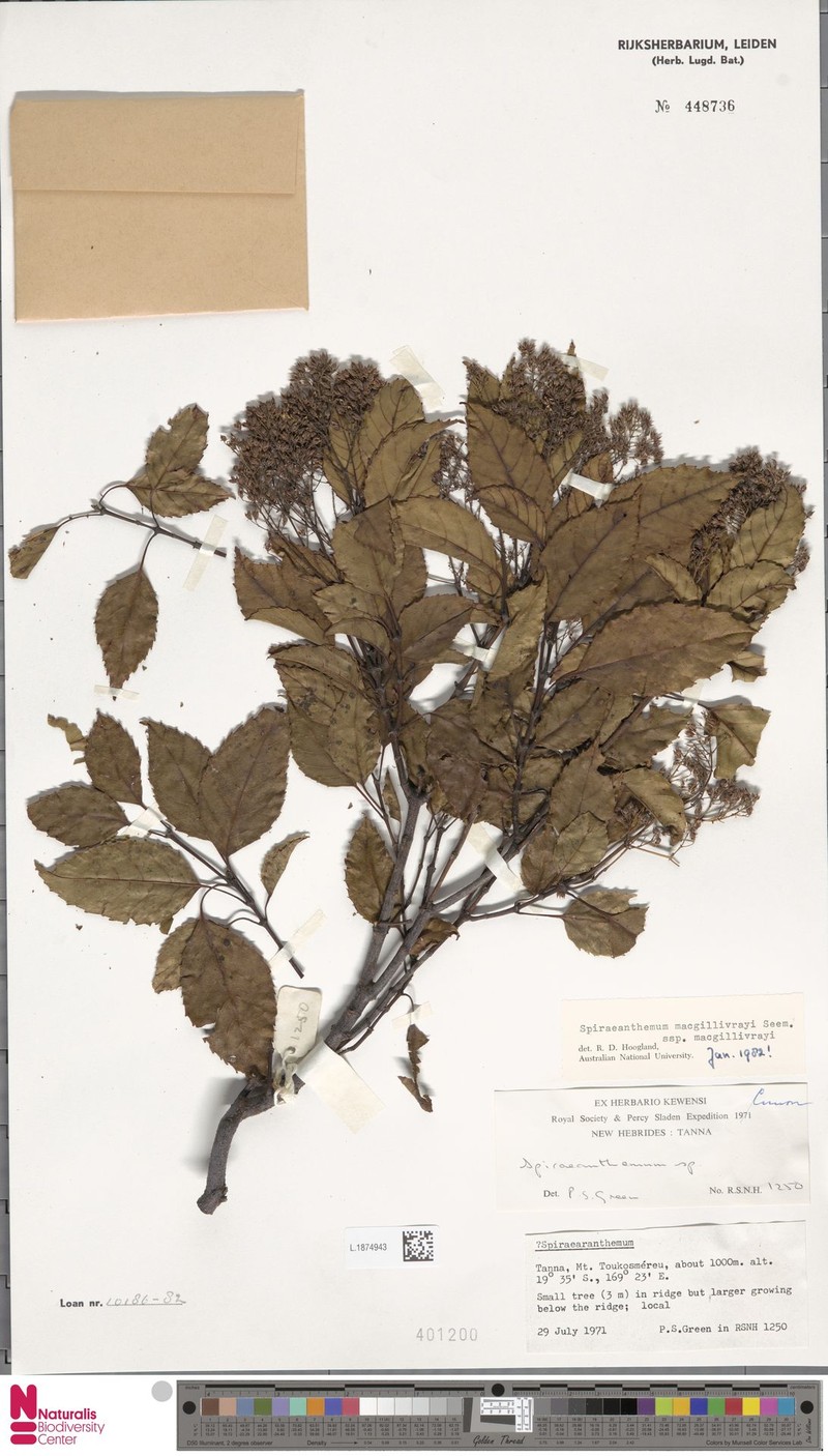 Spiraeanthemum macgillivrayi subsp. macgillivrayi