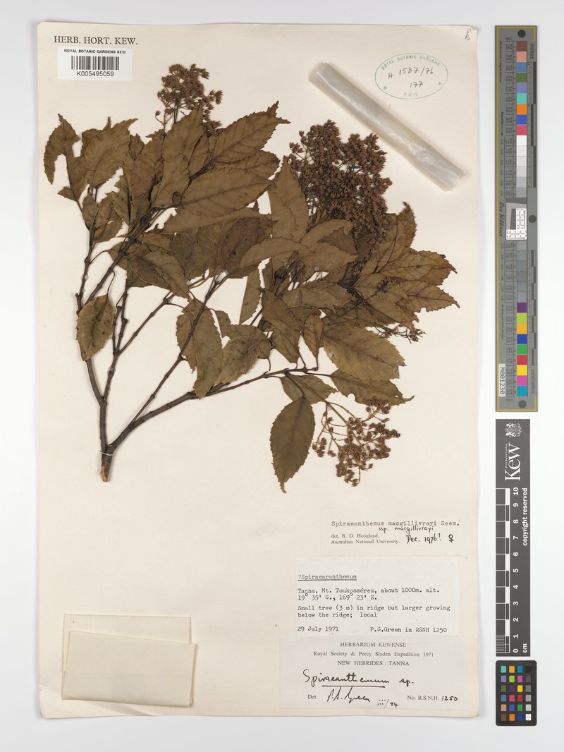 Spiraeanthemum macgillivrayi subsp. macgillivrayi photo 2