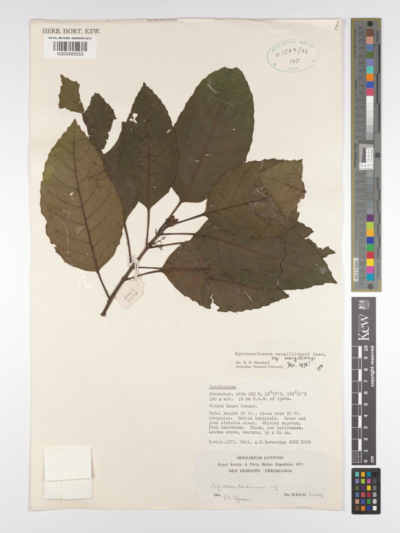 Spiraeanthemum macgillivrayi subsp. macgillivrayi photo 3