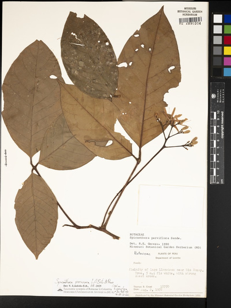 Spiranthera peruviana