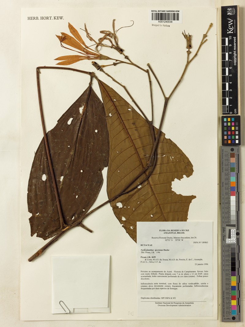 Spiranthera speciosa