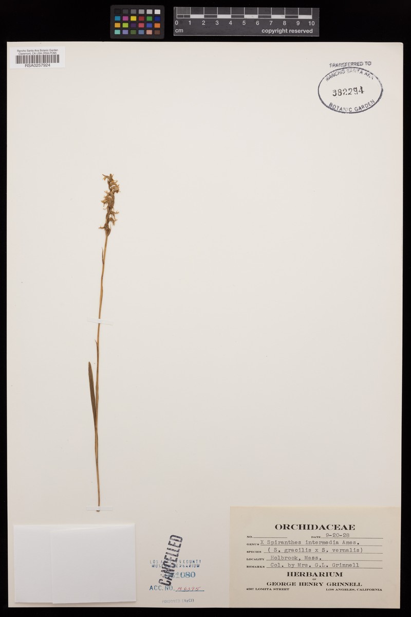 Spiranthes × intermedia photo 3