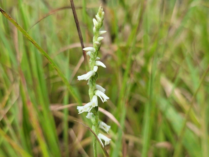 Spiranthes × intermedia photo 5