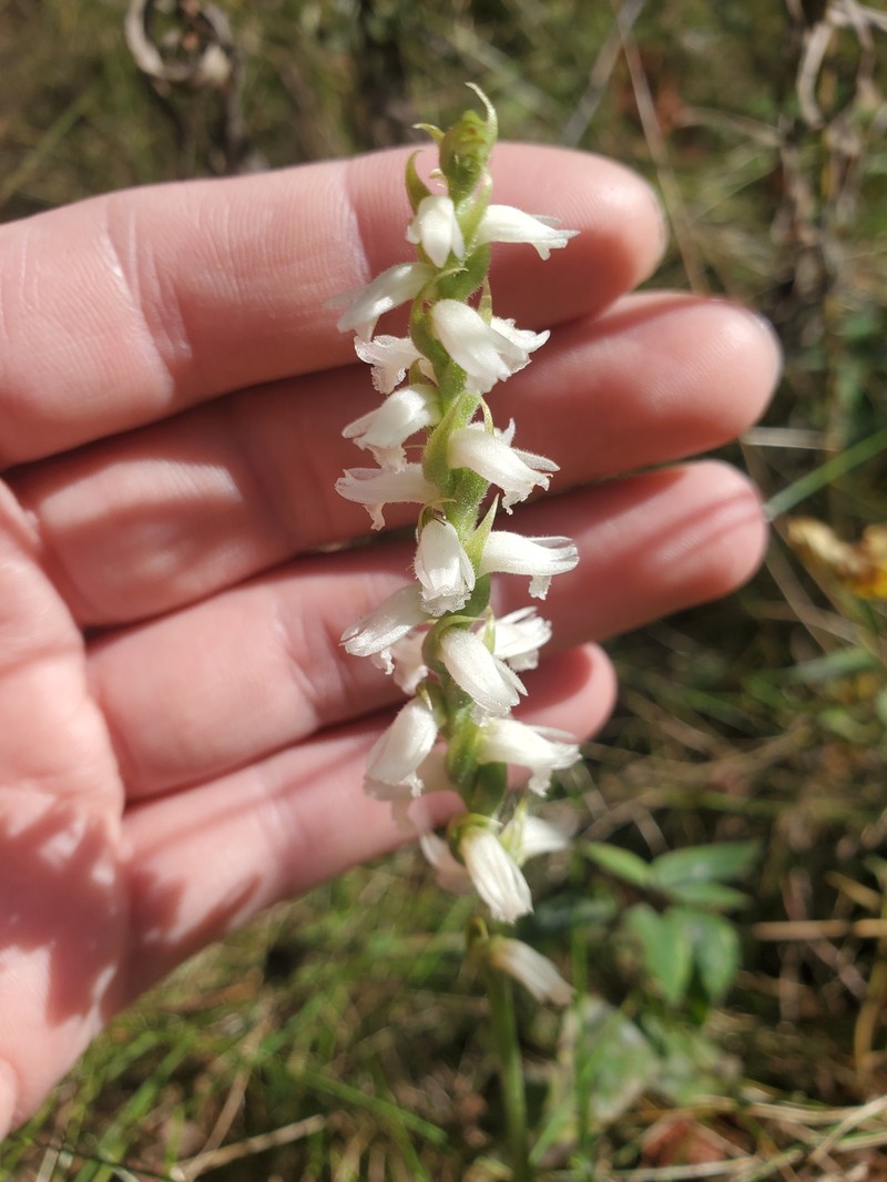 Spiranthes × kapnosperia