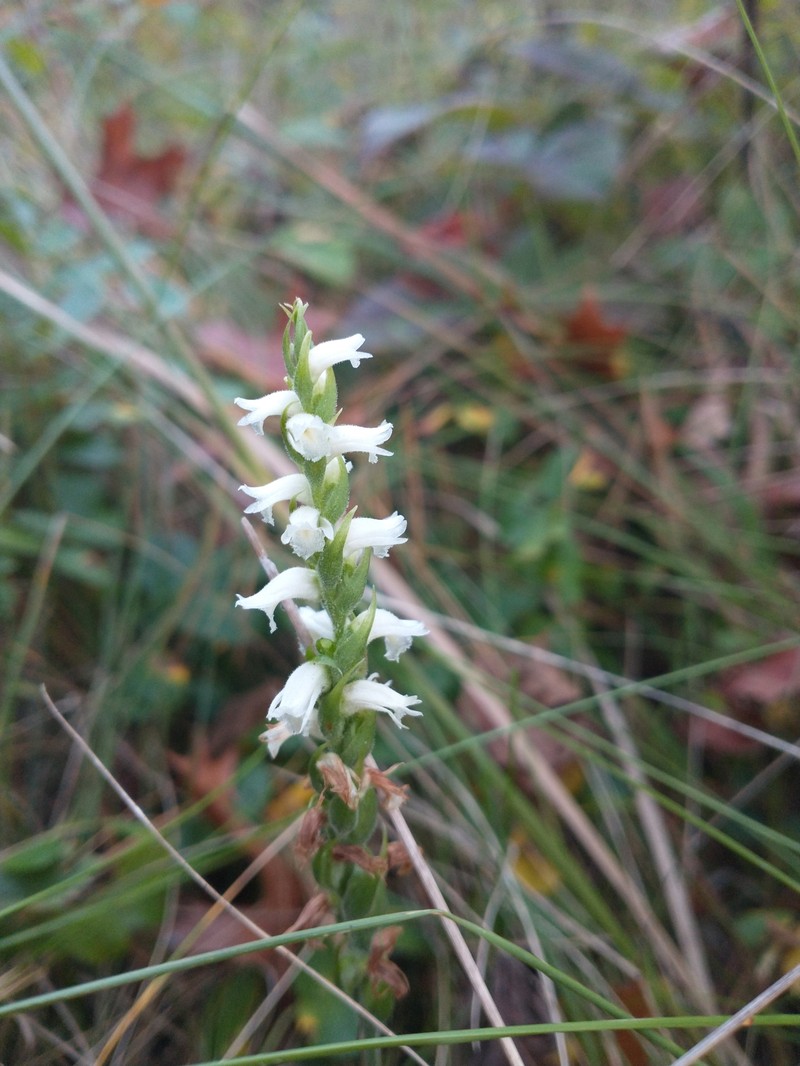 Spiranthes × kapnosperia photo 2