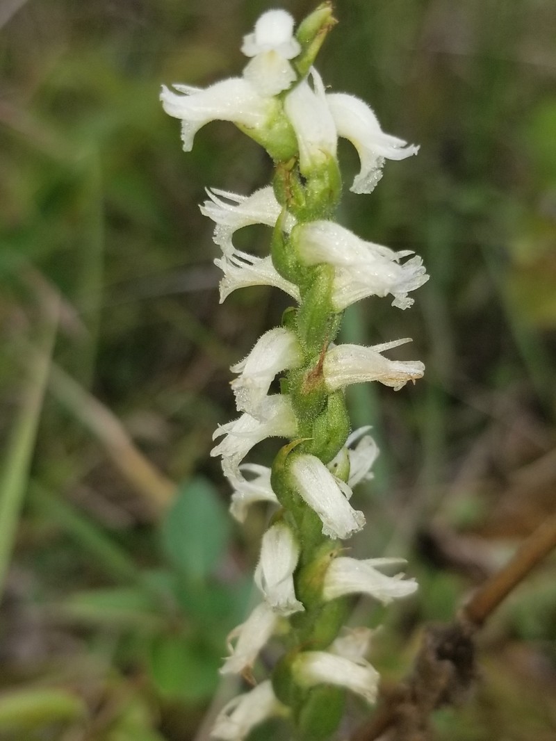 Spiranthes × kapnosperia photo 3