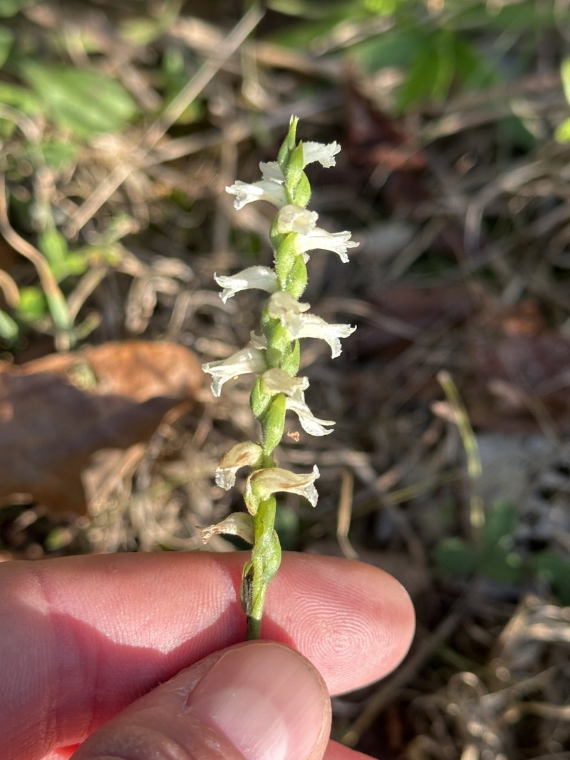 Spiranthes × kapnosperia photo 4