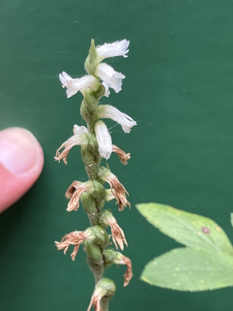 Spiranthes × kapnosperia photo 5