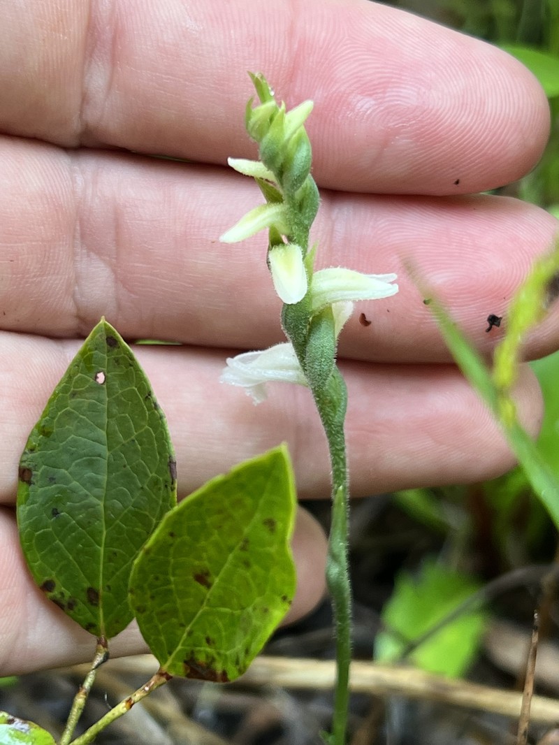 Spiranthes × kapnosperia photo 6