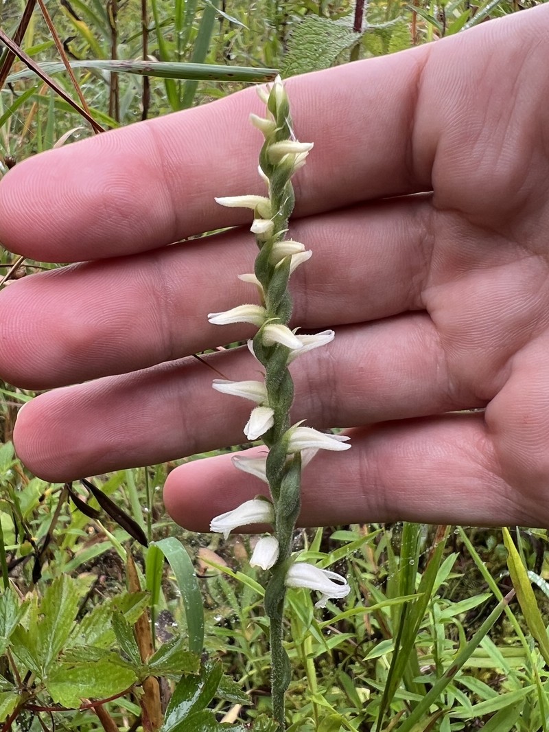 Spiranthes × kapnosperia photo 7