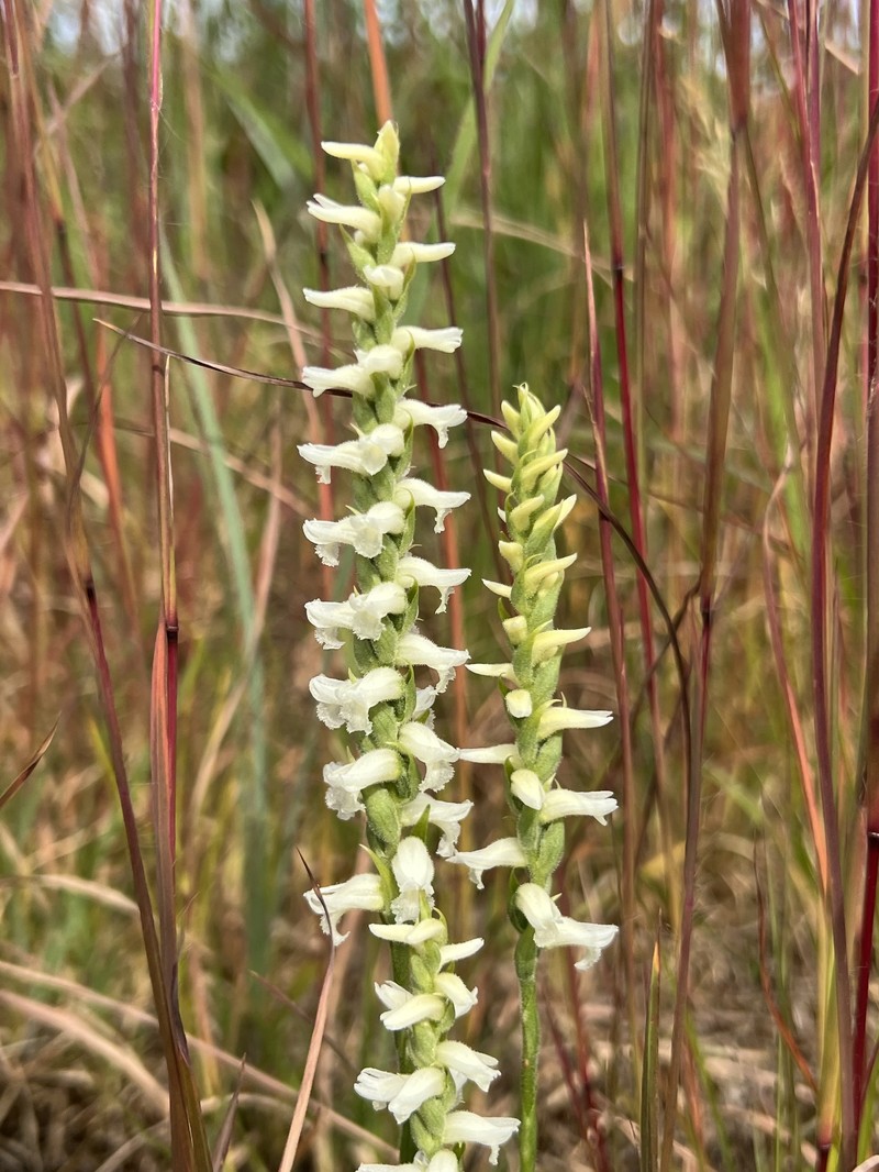 Spiranthes × kapnosperia photo 8