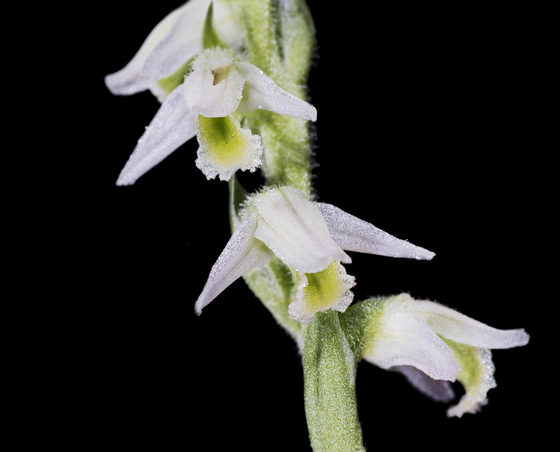 Lady's Tresses